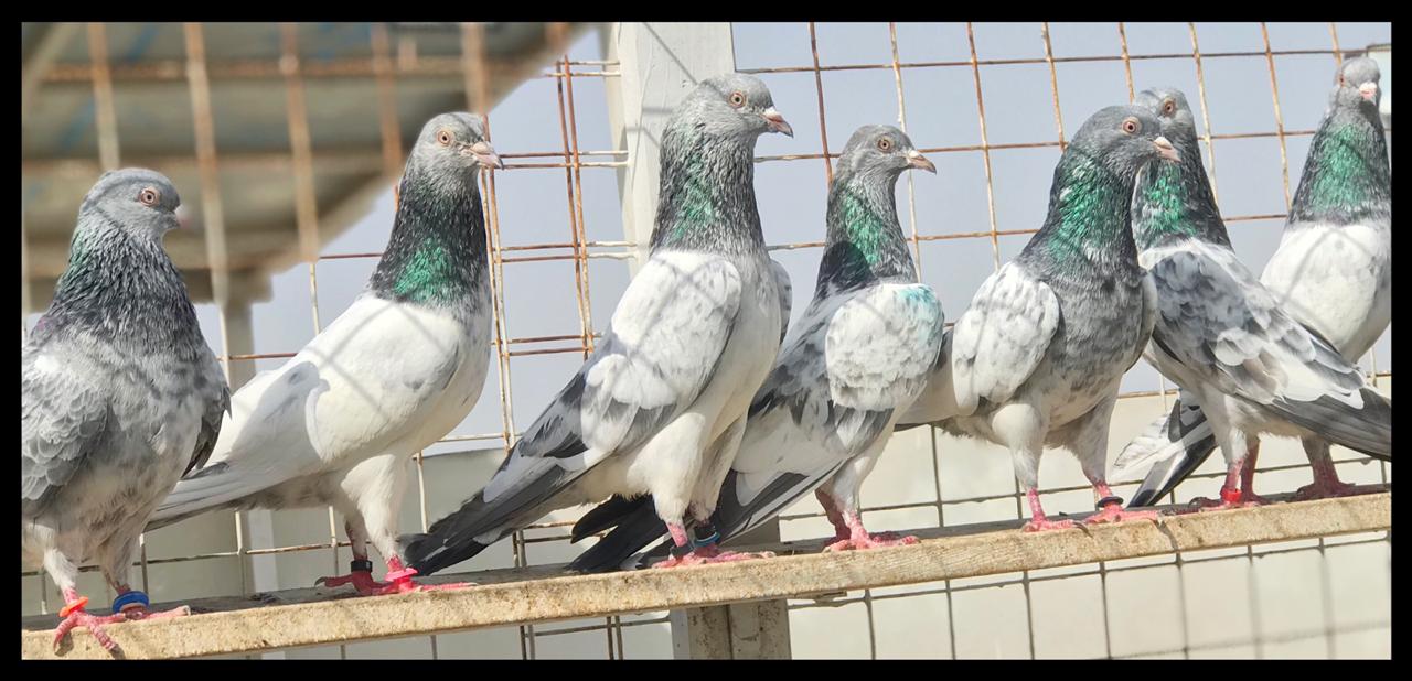 ITIHAAD PIGEON CLUB